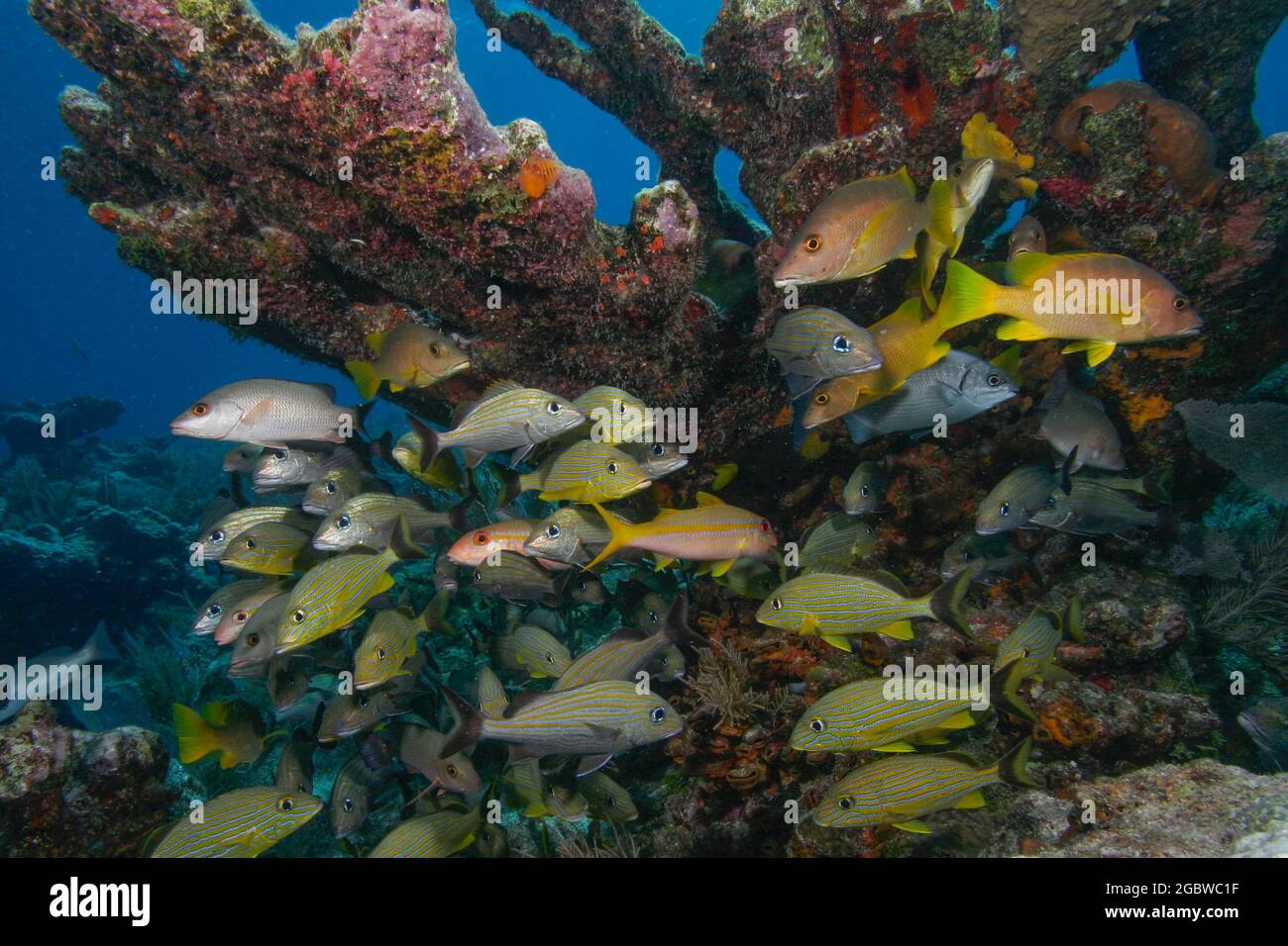 Una scuola mista di pesci sotto una formazione di coralli ricoperti di spugna nel Florida Keys National Marine Sanctuary Foto Stock