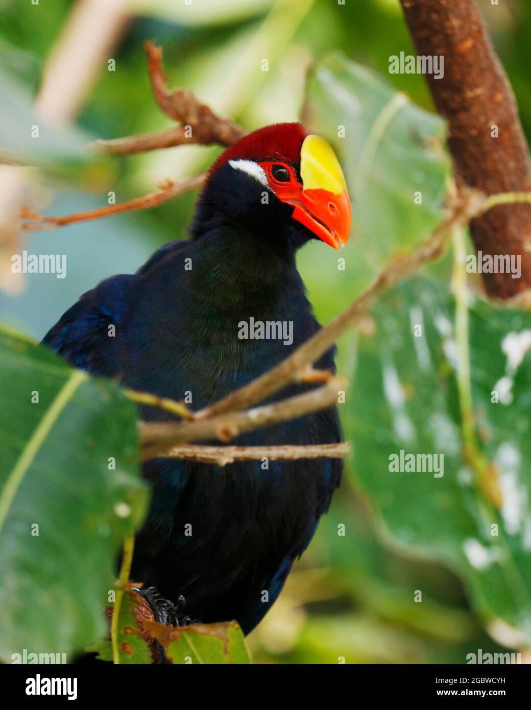 Il turaco violetto, conosciuto anche come mangiatore di plantain violaceo, è un grande turaco, un gruppo di otidimorphae africani. Foto Stock
