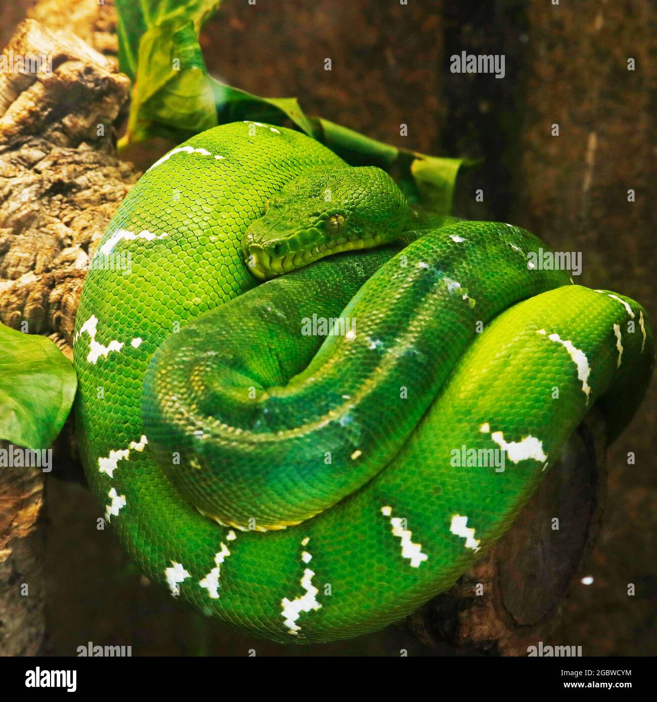 serpente di boa verde smeraldo in primo piano Foto Stock