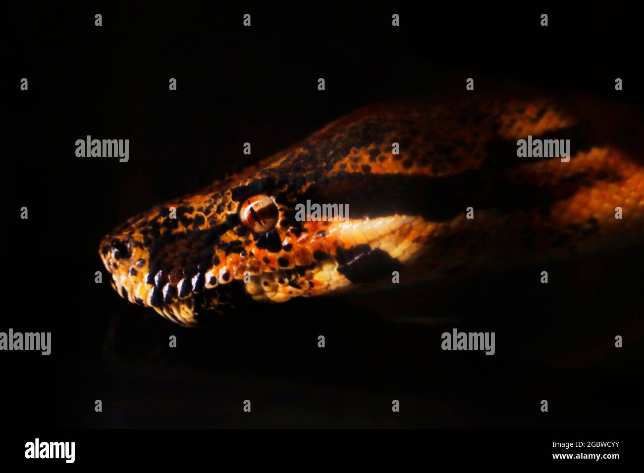 testa di serpente python in primo piano con sfondo nero Foto Stock