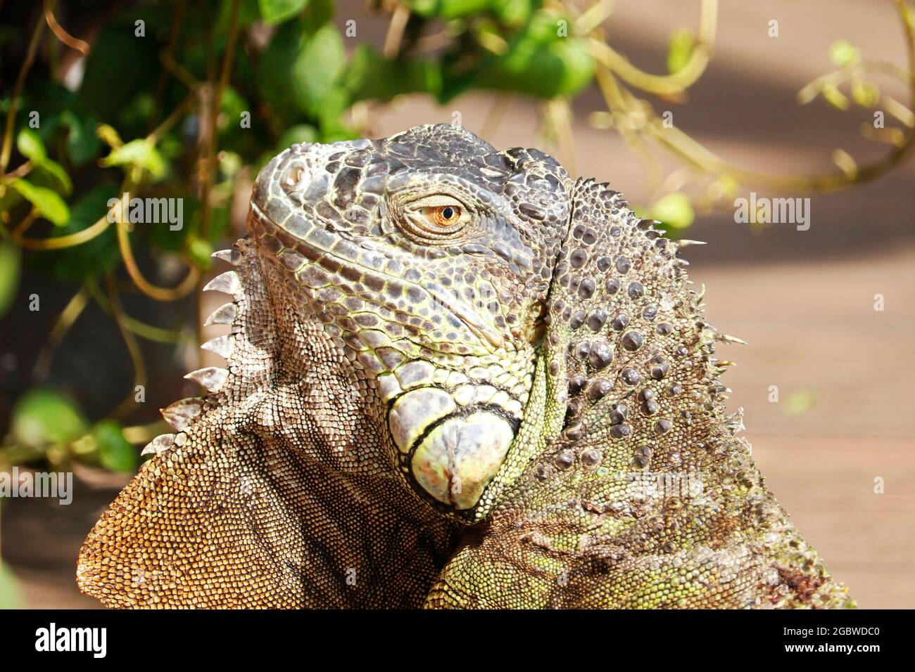 La testa iguana verde in primo piano, nota anche come iguana americana, è una grande specie arborea, per lo più erbivora di lucertola del genere Iguana. Foto Stock