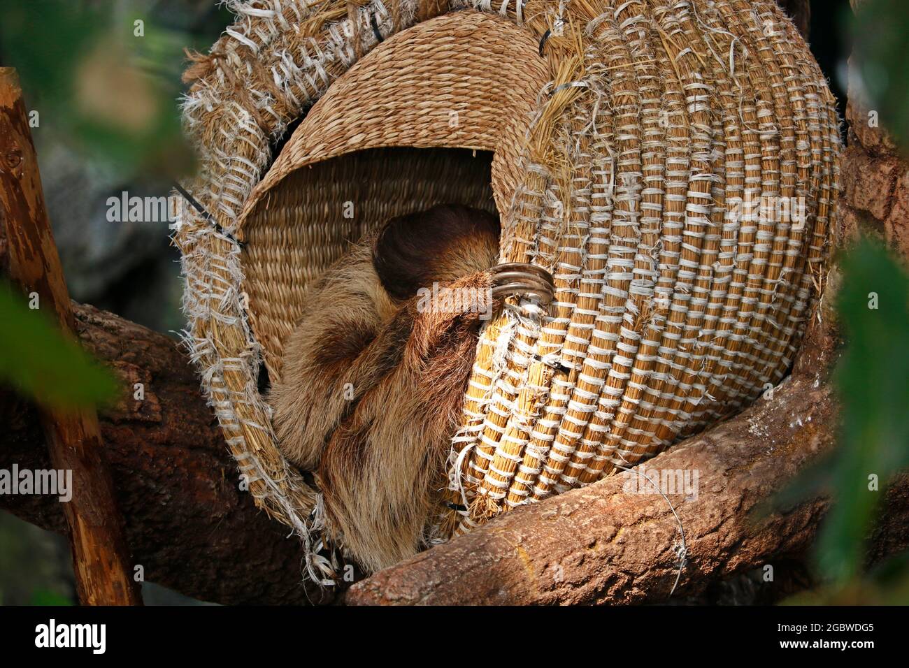Le bradipi sono un gruppo di mammiferi xenartrani arborei neotropici, stuoia di tempo che pende a testa in giù, e il suo sonno in un cesto Foto Stock