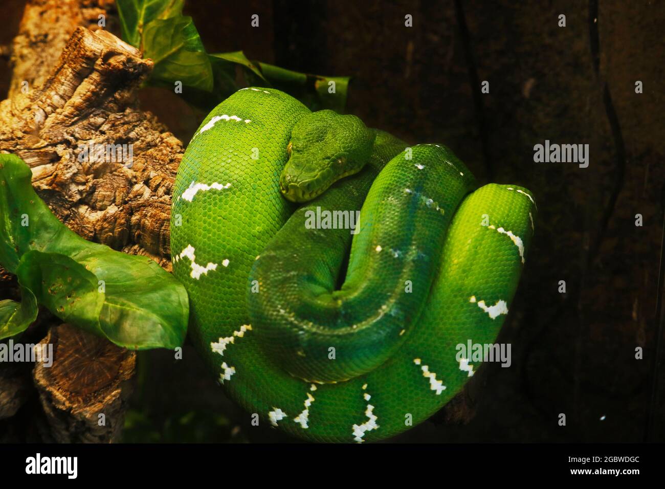 serpente di boa verde smeraldo in primo piano Foto Stock