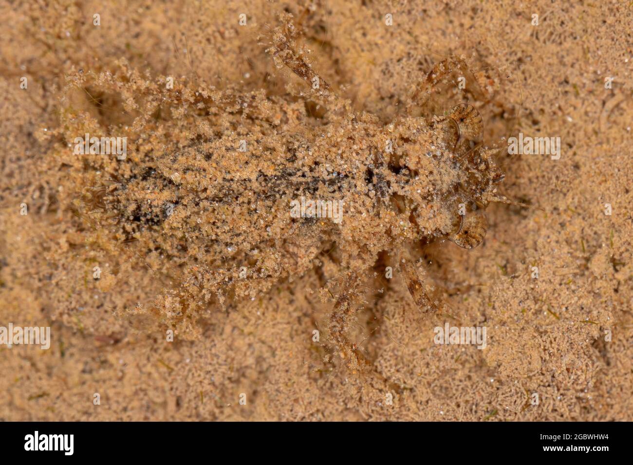 Dragonfly immaturo dell'ordine odonata sommersa mimetizzata nella sabbia Foto Stock