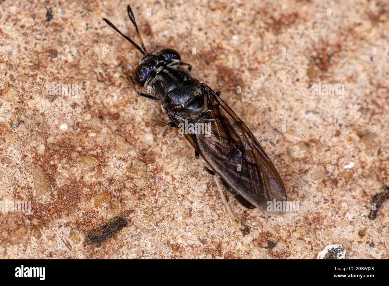 Black Soldier Fly della specie Hermetia illucens Foto Stock