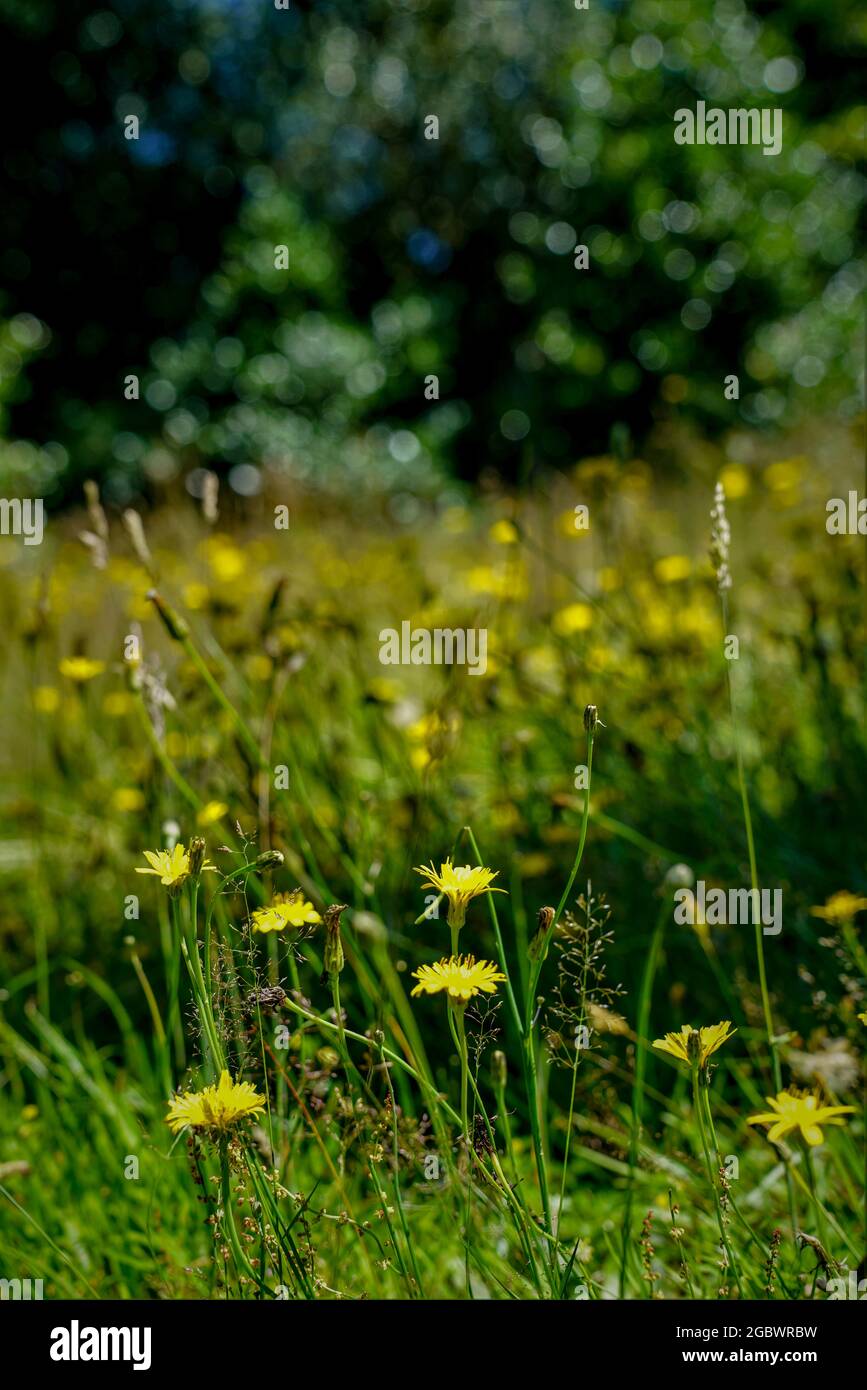 Puglia a colori, la grande bellezza dei fiori selvatici - la Repubblica