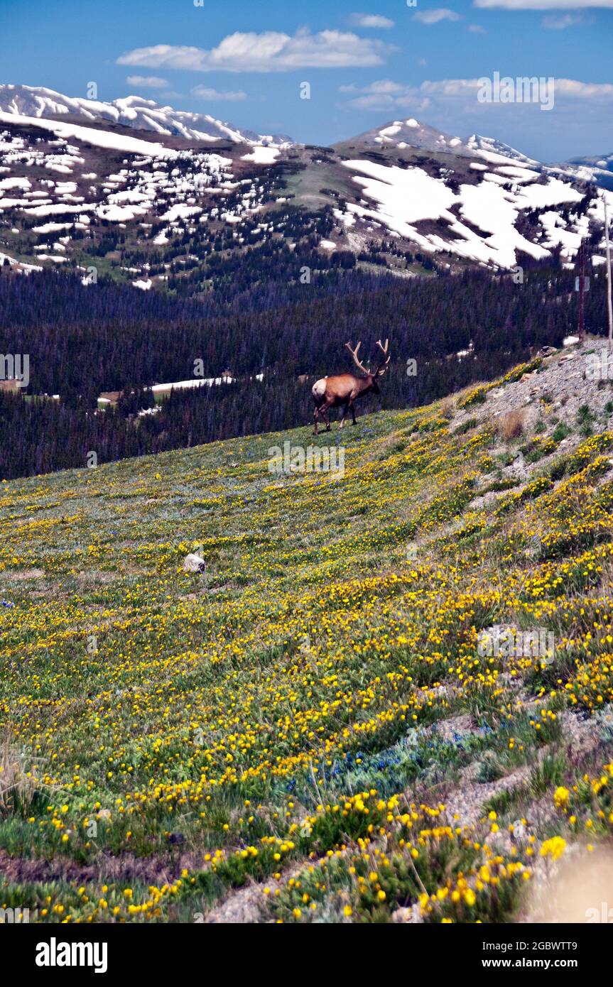 Bull Elk a 12,000 metri circa, Rocky Mountain National Park, Colorado Foto Stock