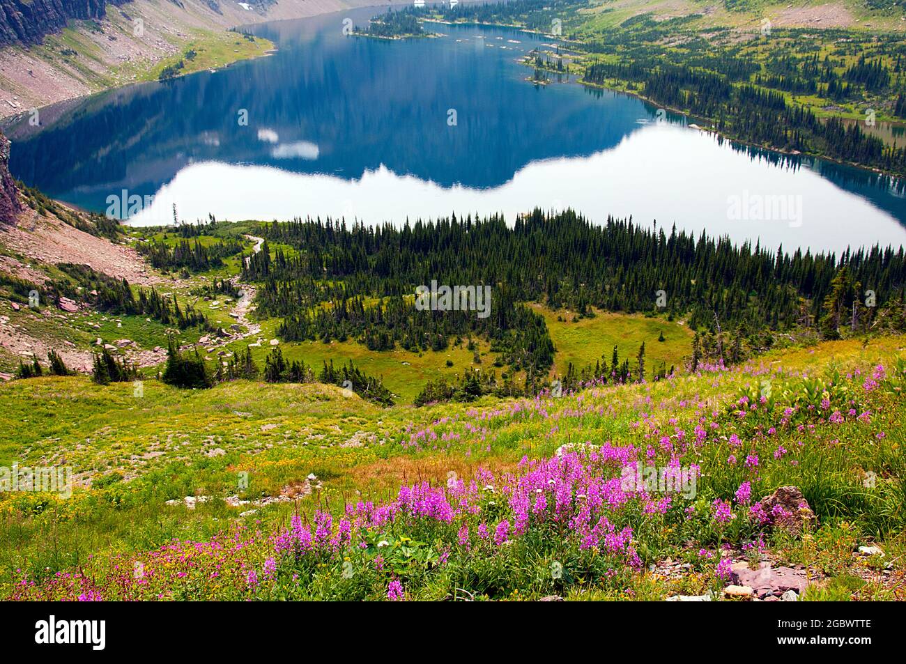Pista ricoperta di fiori selvatici che scende fino a Hidden Lake, Logan Pass, Glacier National Park, Montana Foto Stock