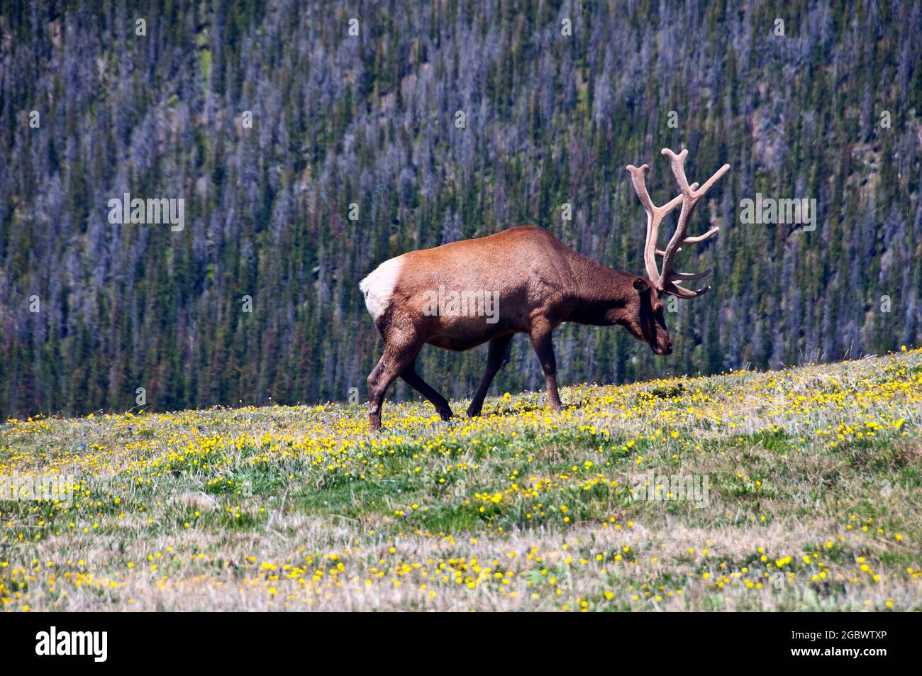 Bull Elk a 12,000 metri circa, Rocky Mountain National Park, Colorado Foto Stock