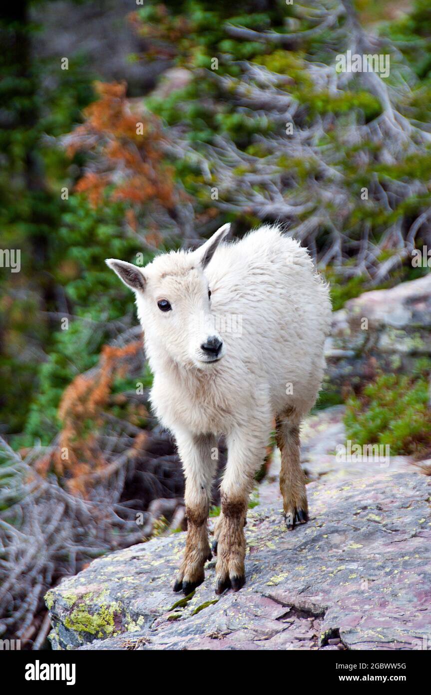Mountain Goat Kid, Logan Pass, Glacier National Park, Montana Foto Stock