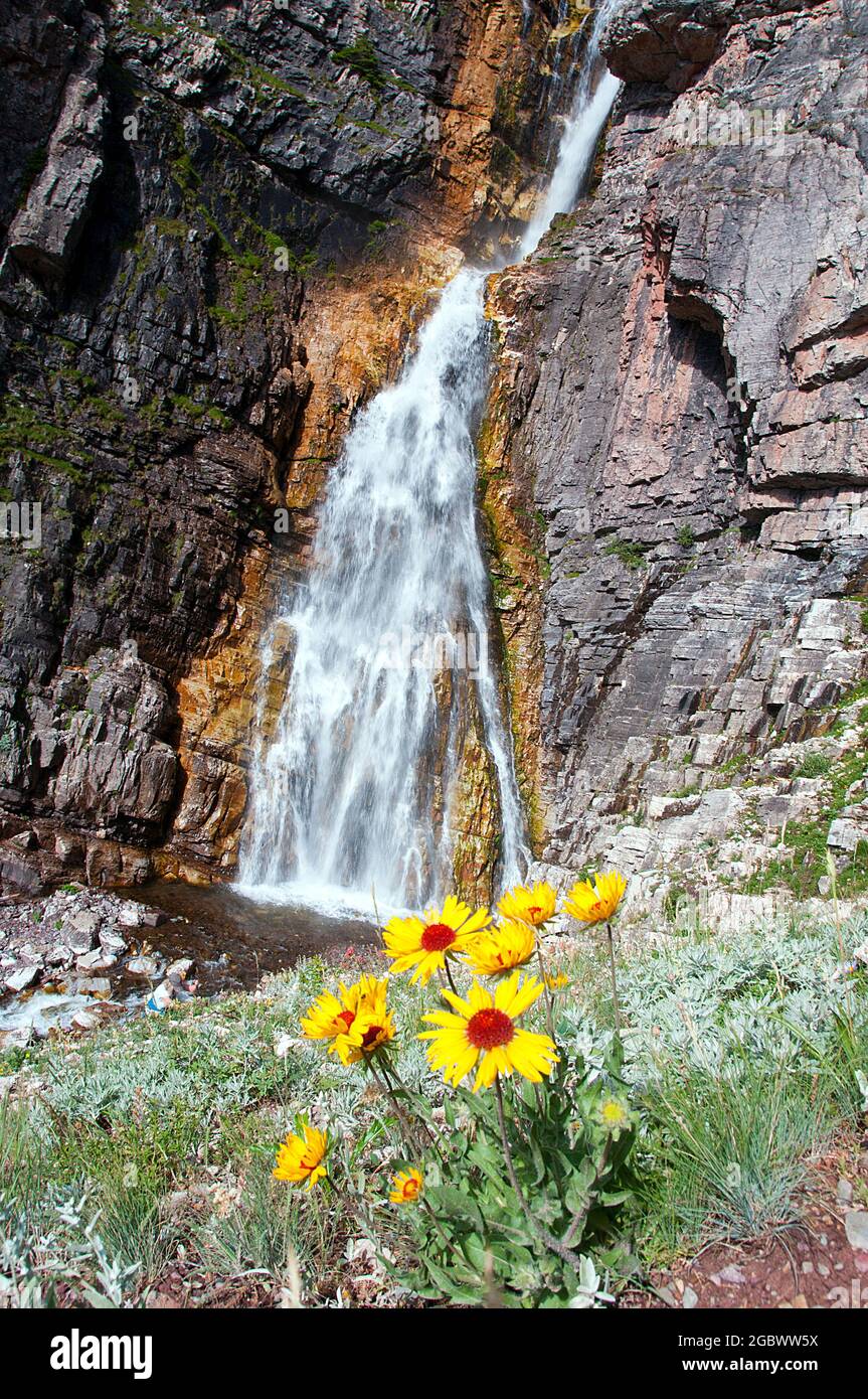 Cascate di Apikuni, fiori selvatici, molti Ghiacciaio, Glacier National Park, Montana Foto Stock