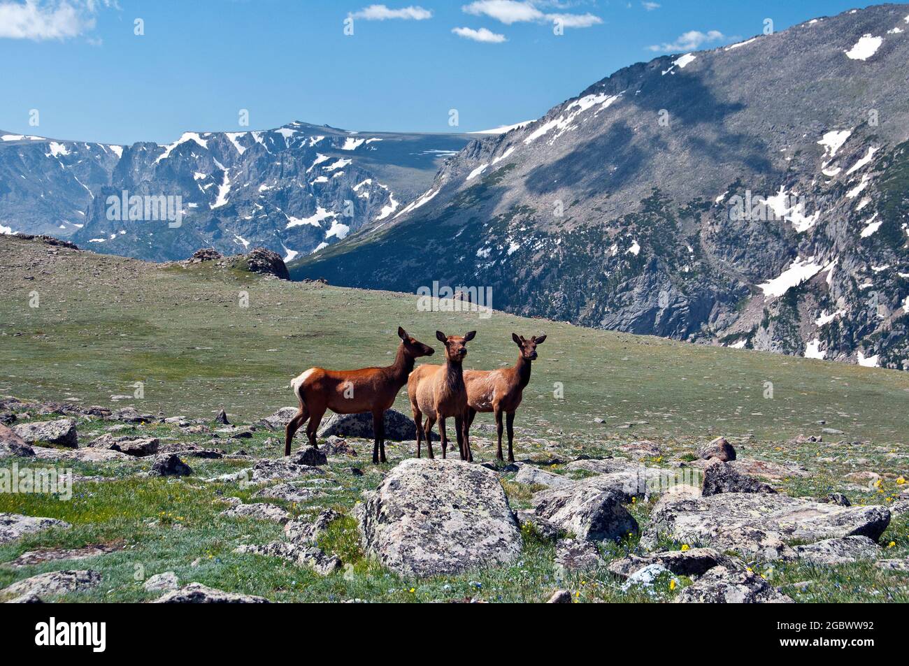 Three Elk Cows, Rocky Mountain National Park, Colorado Foto Stock