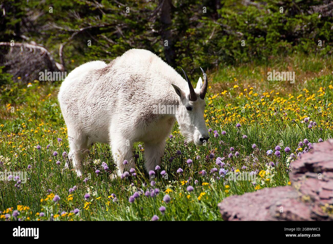 Mountain Goat billie, Logan Pass, Glacier National Park, Montana Foto Stock
