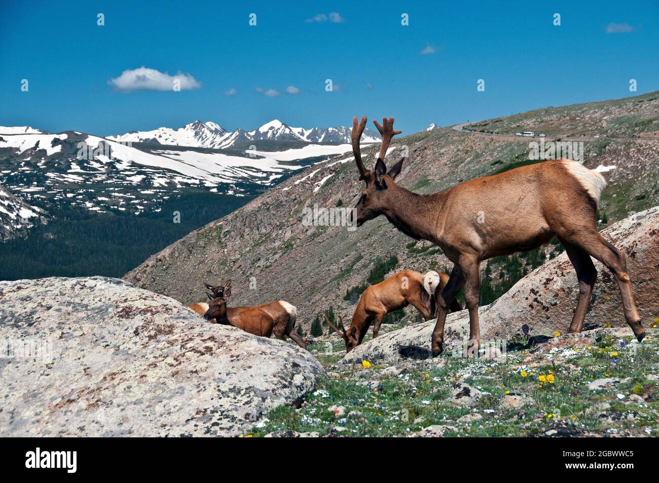 Young Bull Elk, Rocky Mountain National Park, Colorado Foto Stock