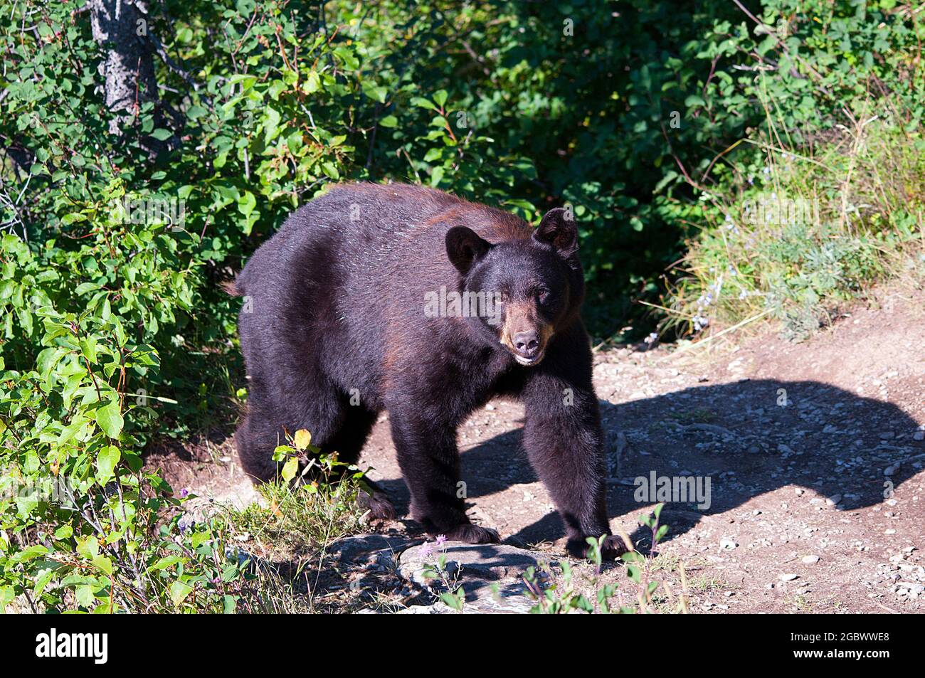 L'orso nero foraggiante, il mini ghiacciaio, il Parco Nazionale del ghiacciaio Foto Stock