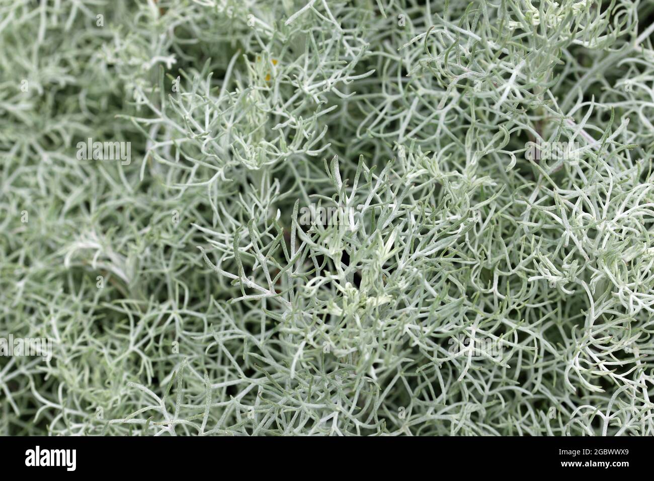 La salvia artica, conosciuta anche come il sagewart della prateria, Artemisia frigida, foglie senza fiori e uno sfondo di foglie sfocate intorno ai bordi. Foto Stock