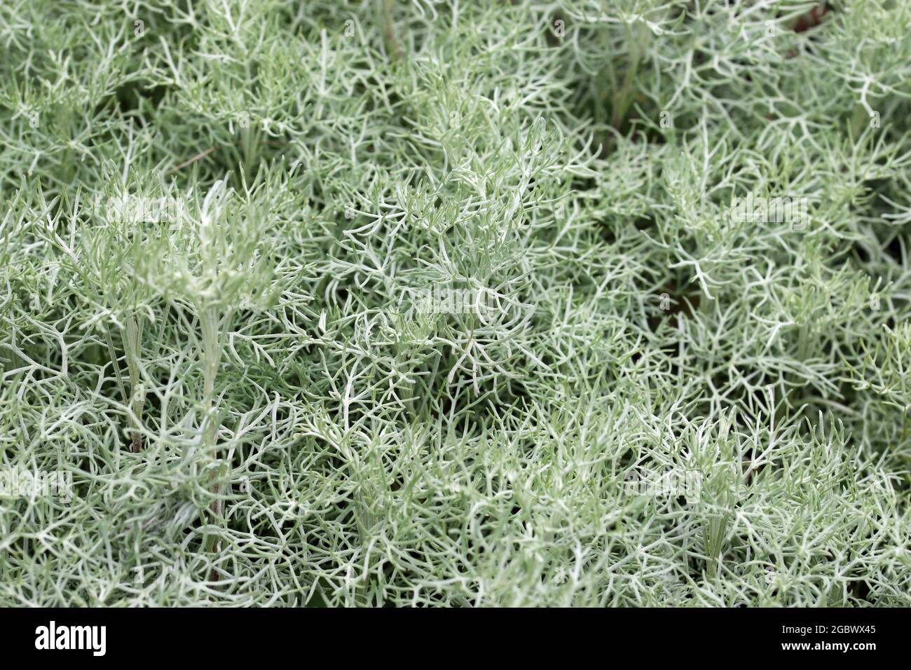 La salvia artica, conosciuta anche come il sagewart della prateria, Artemisia frigida, foglie senza fiori e uno sfondo di foglie sfocate intorno ai bordi. Foto Stock