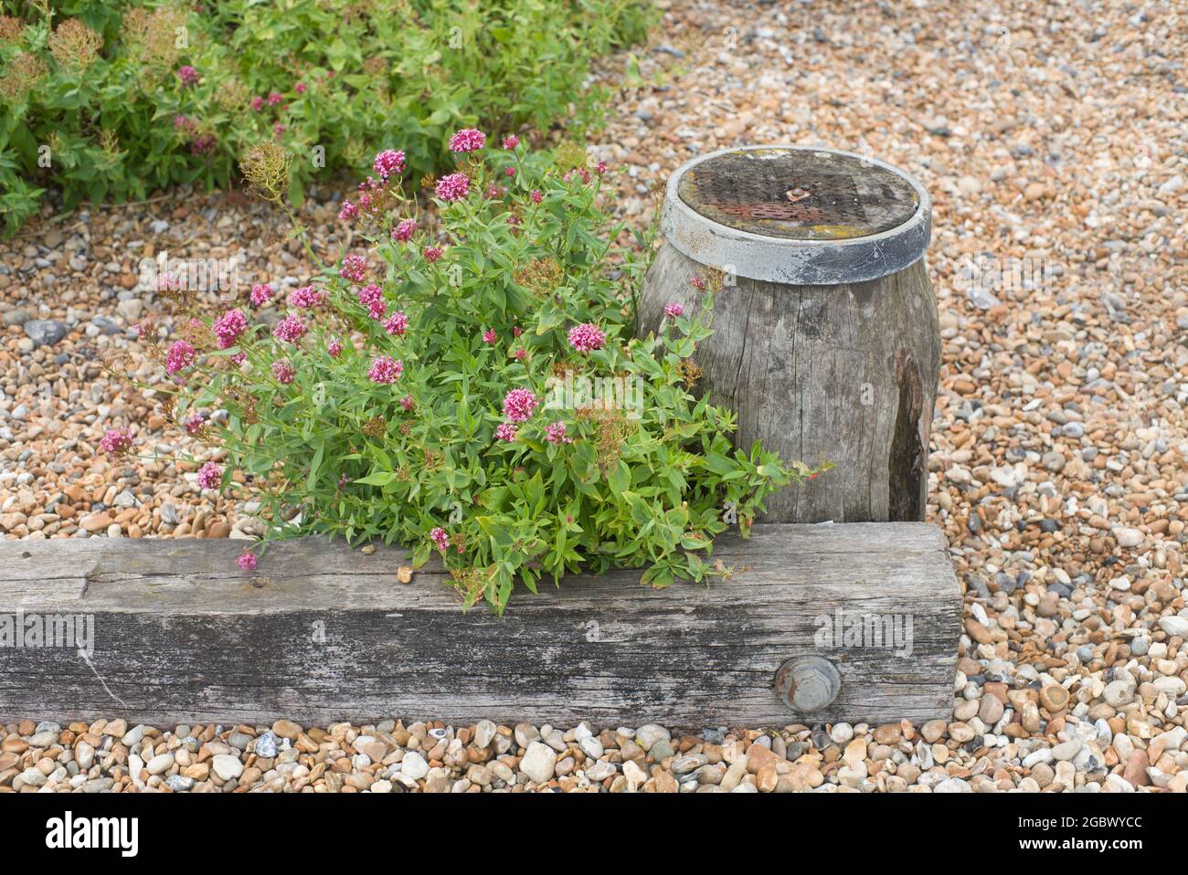 Prospetto Cottage e giardino Dungeness Kent Foto Stock