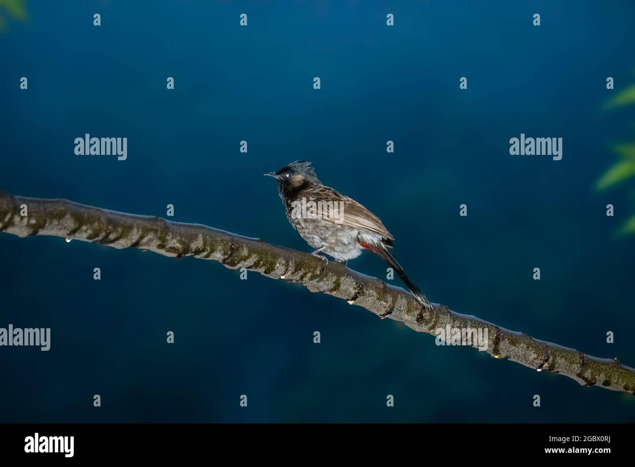 world flycatcher seduto sul ramo di albero che splende come una luce flash Foto Stock