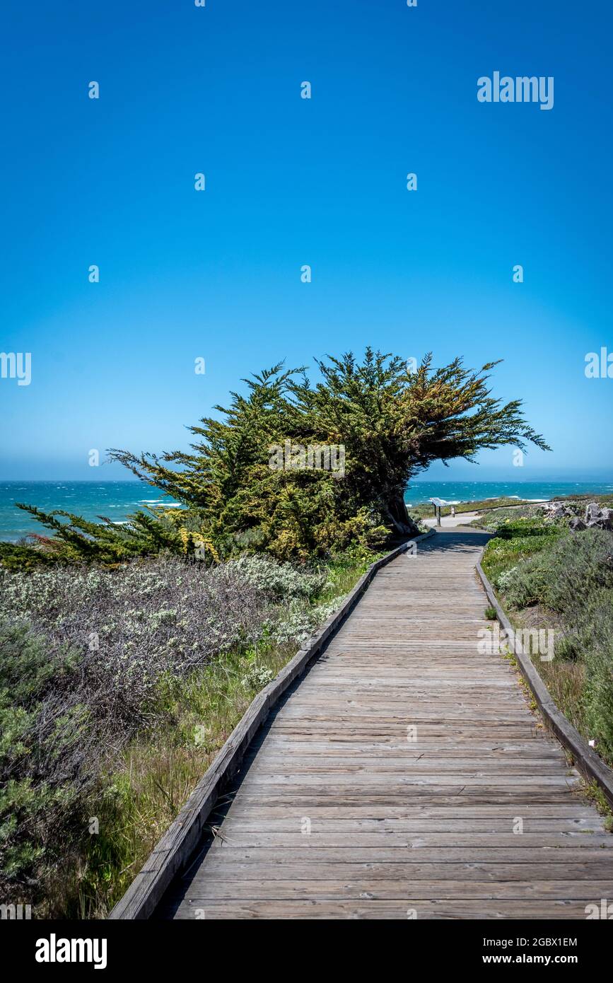 Cipresso a forma di vento curvato come un'onda pende sul sentiero Moonstone Beach Boardwalk accanto all'oceano Pacifico a Cambria, nella contea di San Luis Obispo. Foto Stock