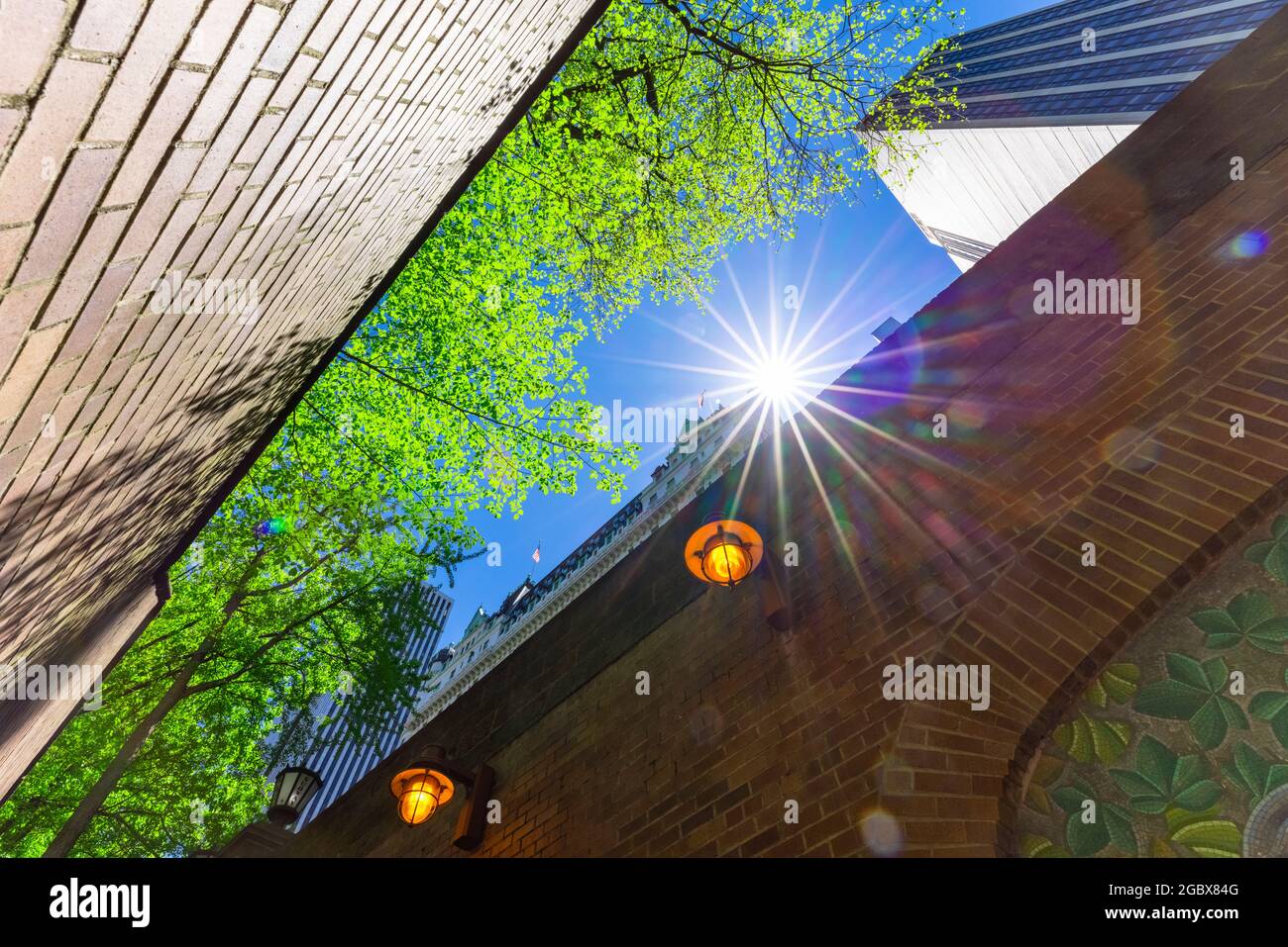 La crescita di alberi verdi freschi agita dal vento di primavera al Central Park di New York. Foto Stock