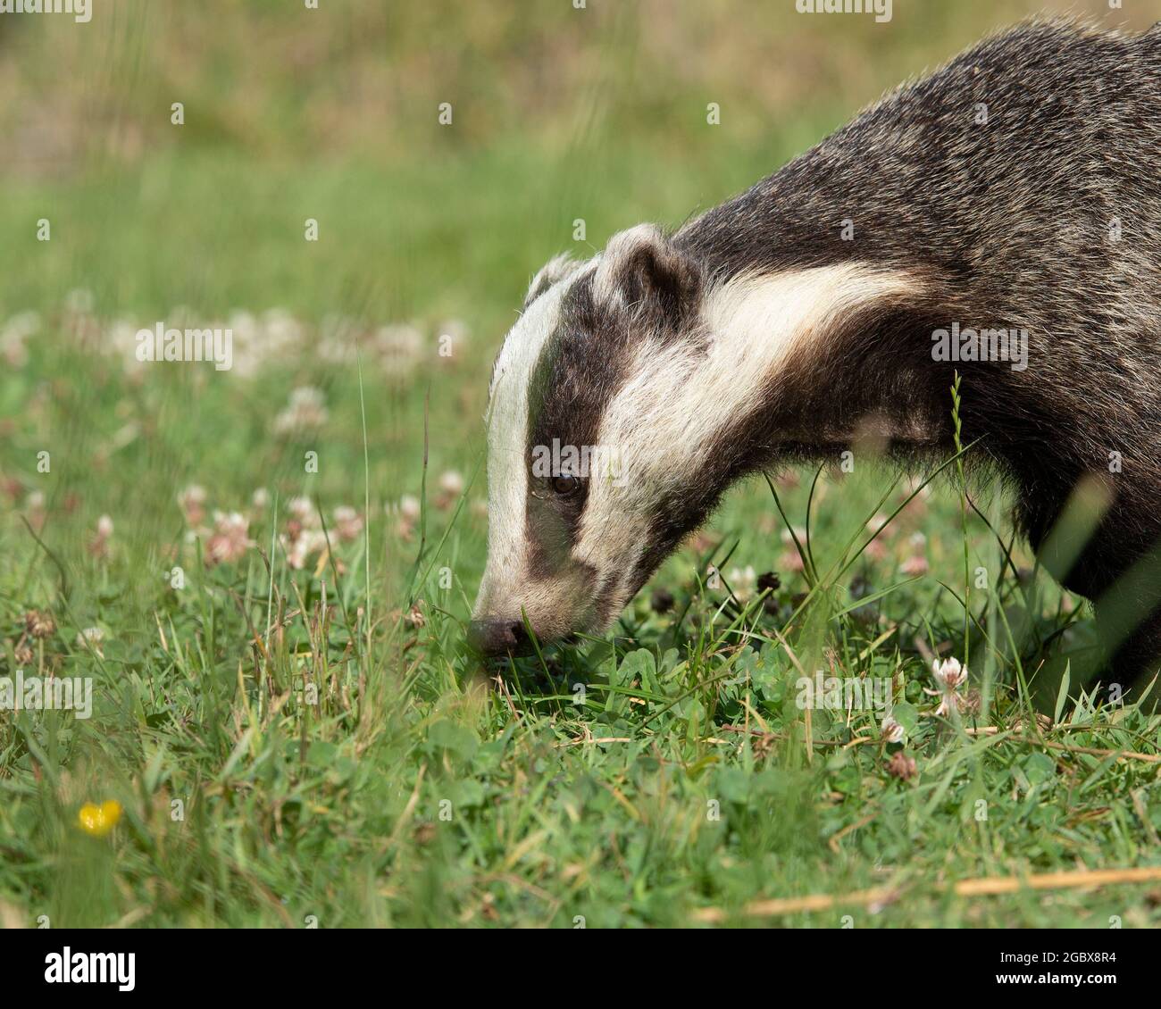 Badger, Meles meles Foto Stock