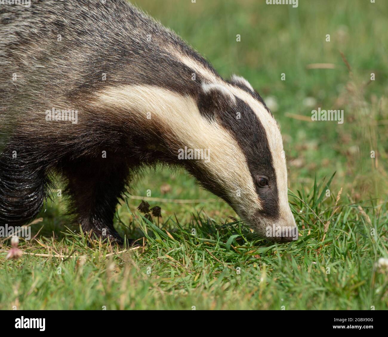 Badger, Meles meles Foto Stock