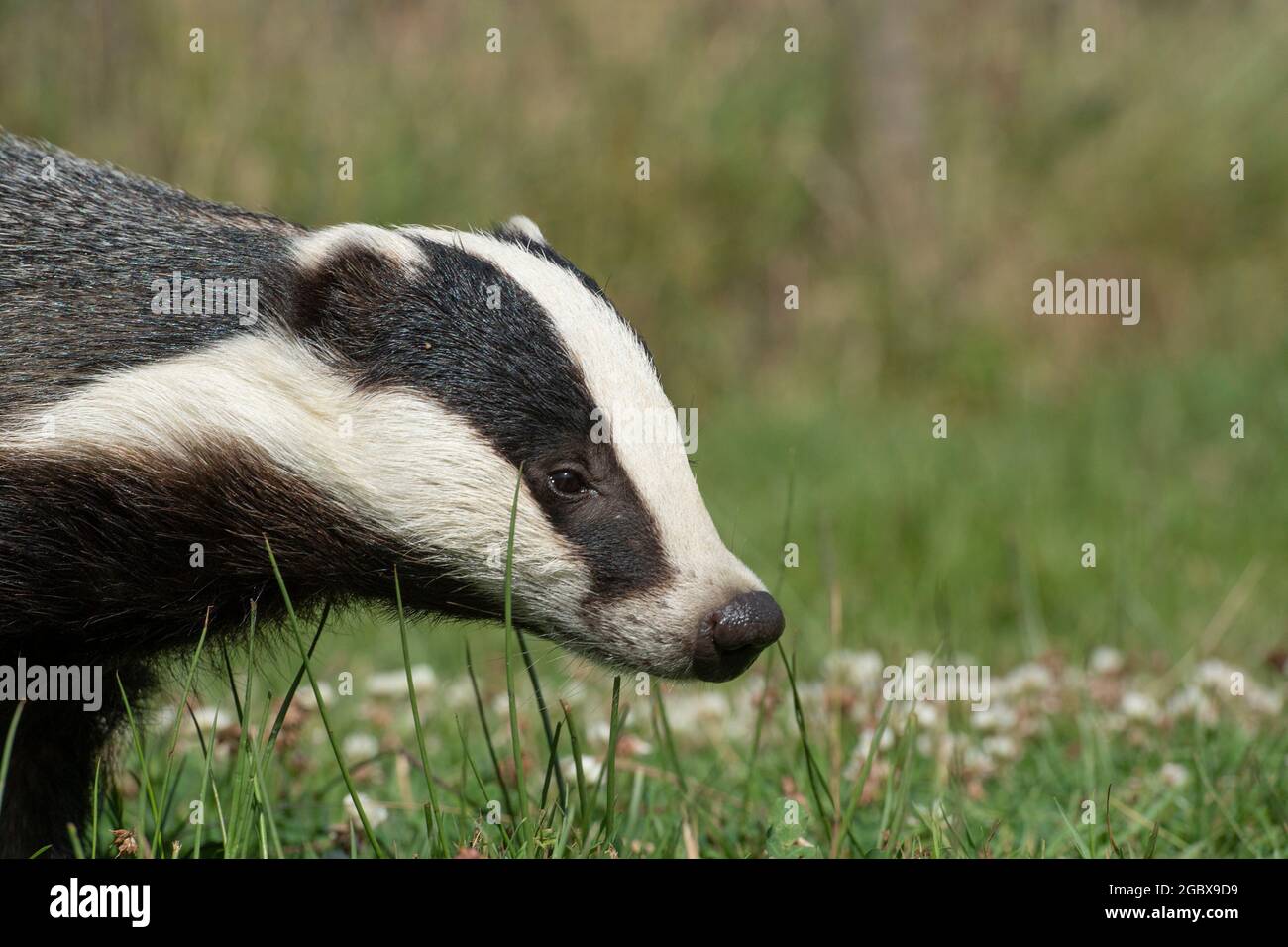 Badger, Meles meles Foto Stock