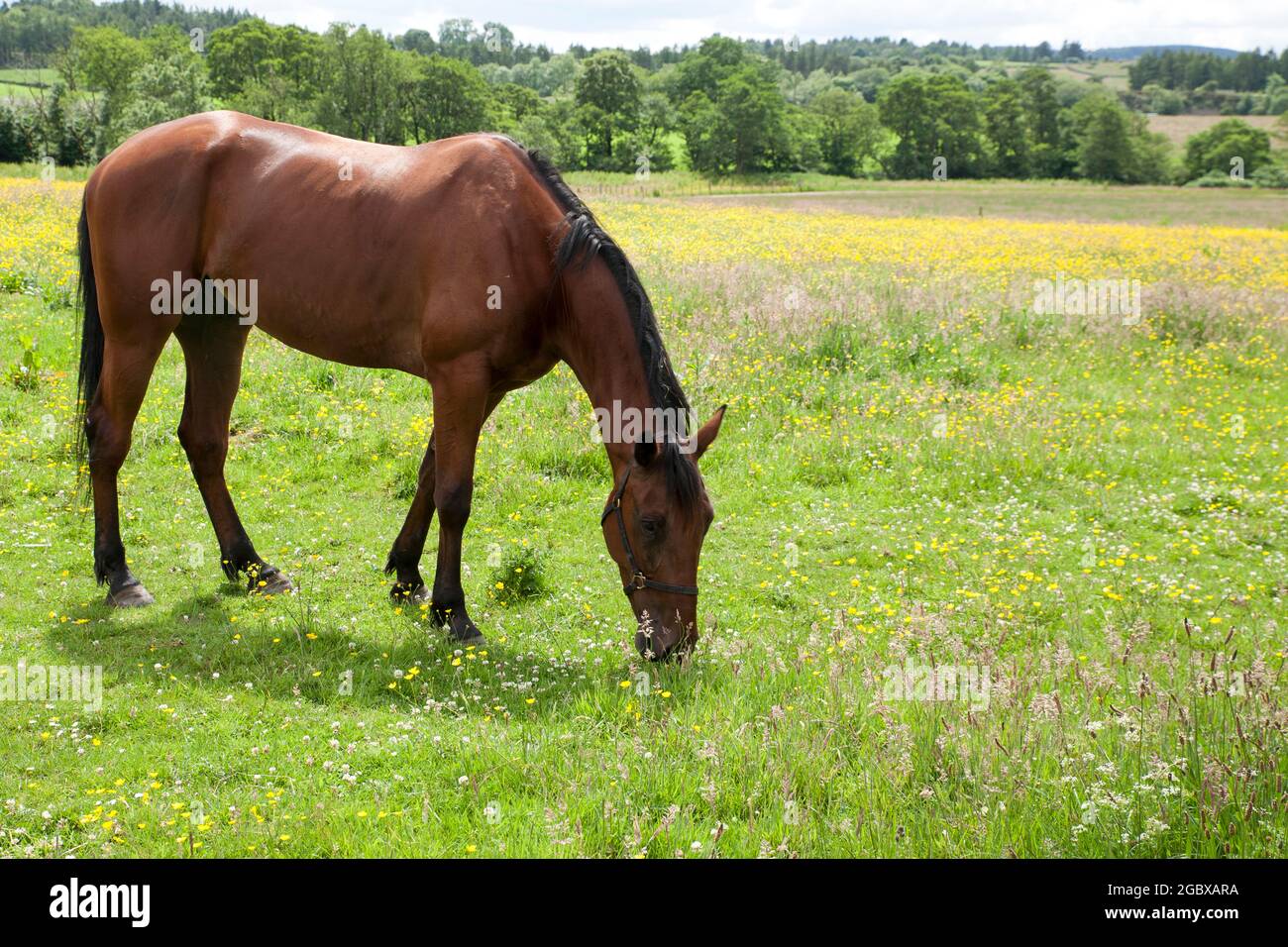 Il cavallo è una delle due sottospecie esistenti di Equus ferus. È un mammifero ungulato di punta dispari appartenente alla famiglia tassonomica degli equidi. Foto Stock