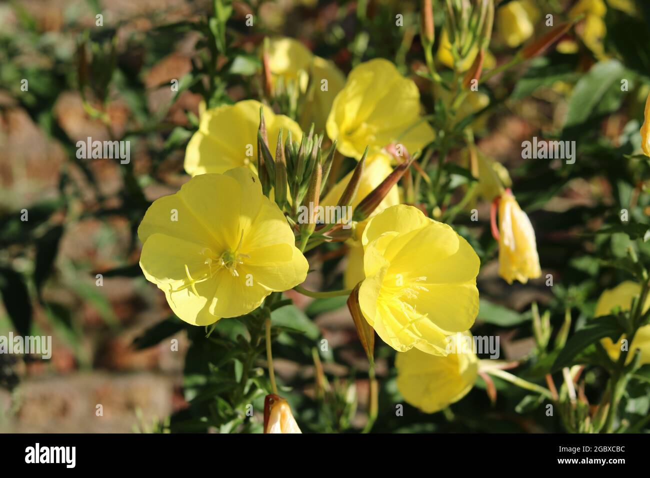 Bella immagine di giallo sera Primrose e fogliame in giardino Foto Stock