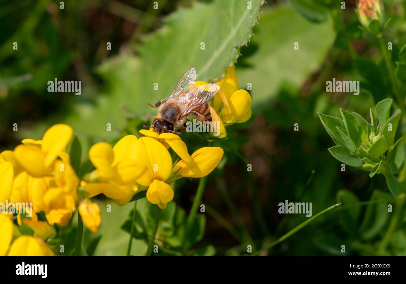 Western Honey Bee, Apis mellifera, che si nuoce al nettare di Birds piede trifoglio, loto corniculatis fiore e raccolta polline. Foto Stock