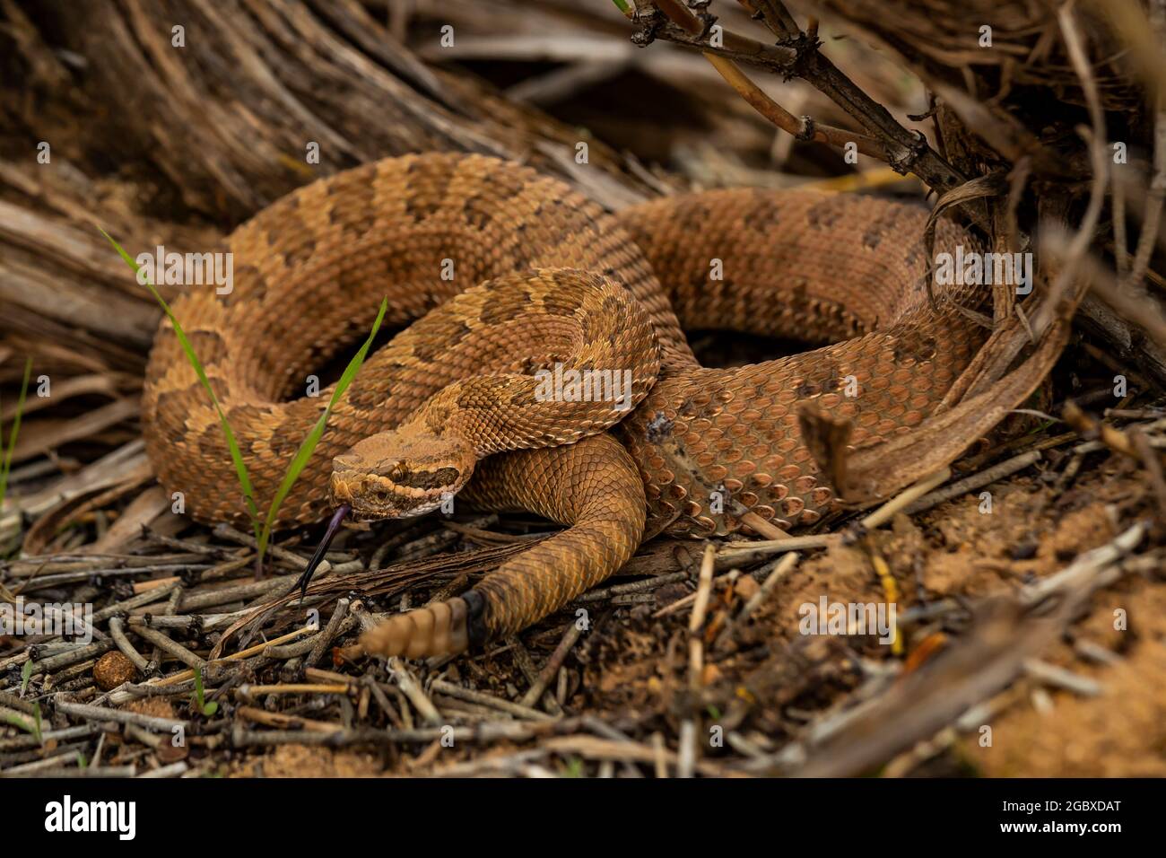 Western Rattlesnake, Crotalus viridis, lungo Square Tower Loop Trail a Hovenweep National Monument, Utah, USA Foto Stock