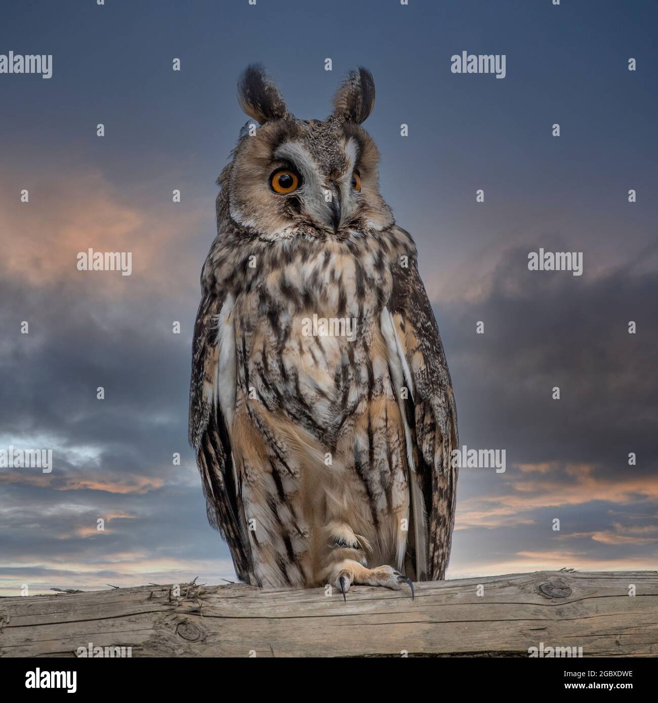 Gufo comune Foto Stock