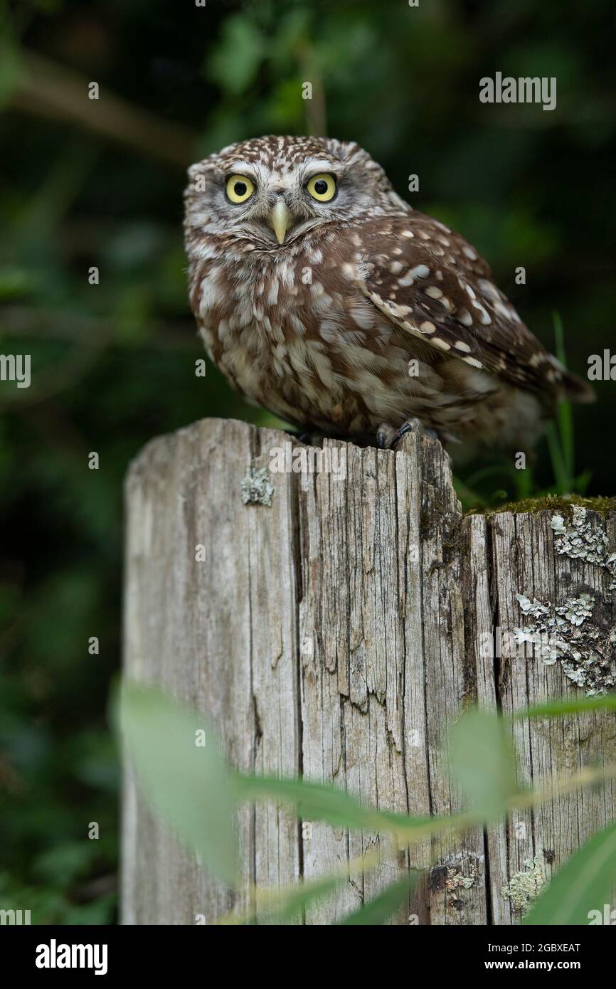 Little Owl, appollaiato sul cancello Foto Stock