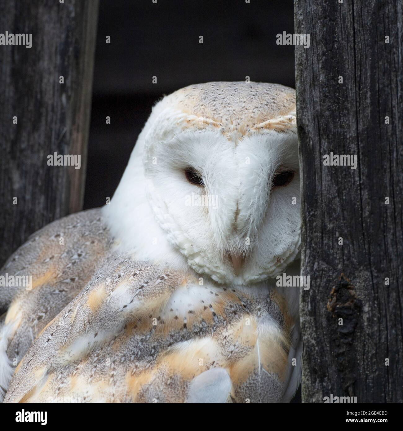 Gufo di fienile, Typto Alba Foto Stock