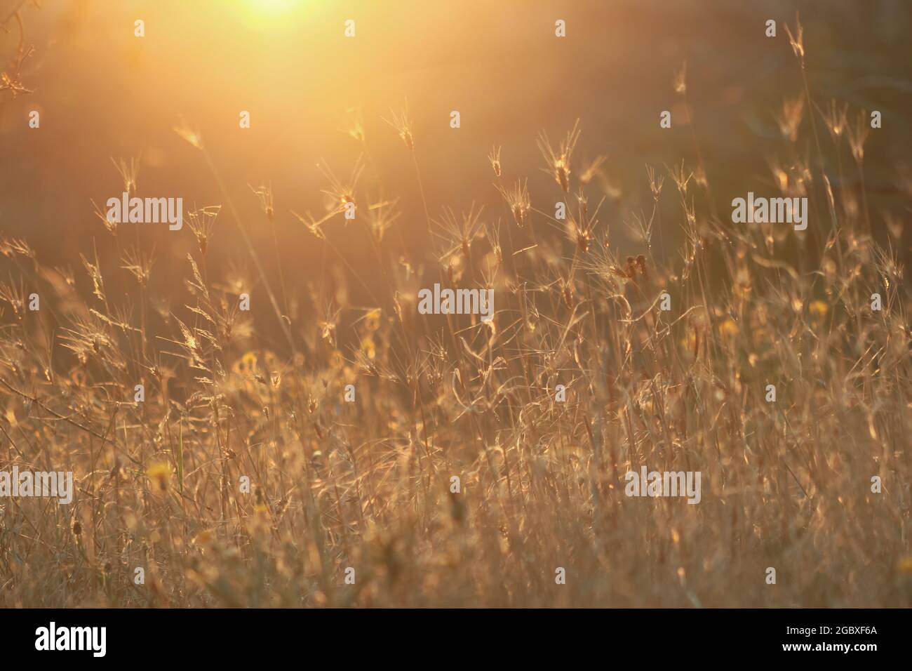 Sera prato estivo e luce del sole. Luce parassita e erbe selvatiche Moody sfondo natura. Immagine di messa a fuoco selettiva bokeh Foto Stock