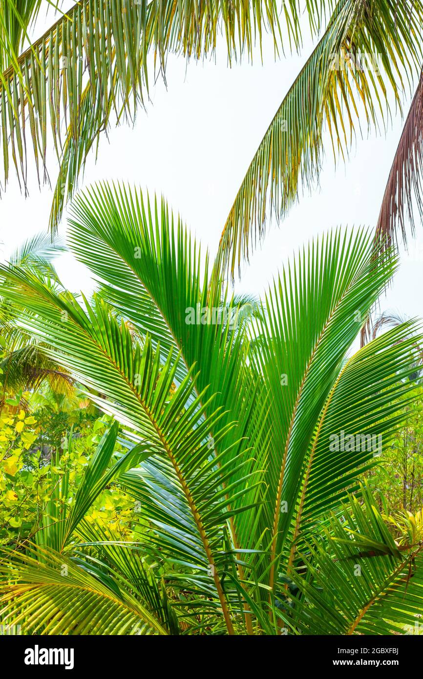 Foglie di palma soffici nella foresta tropicale. Viaggi e turismo in Asia. Foto Stock
