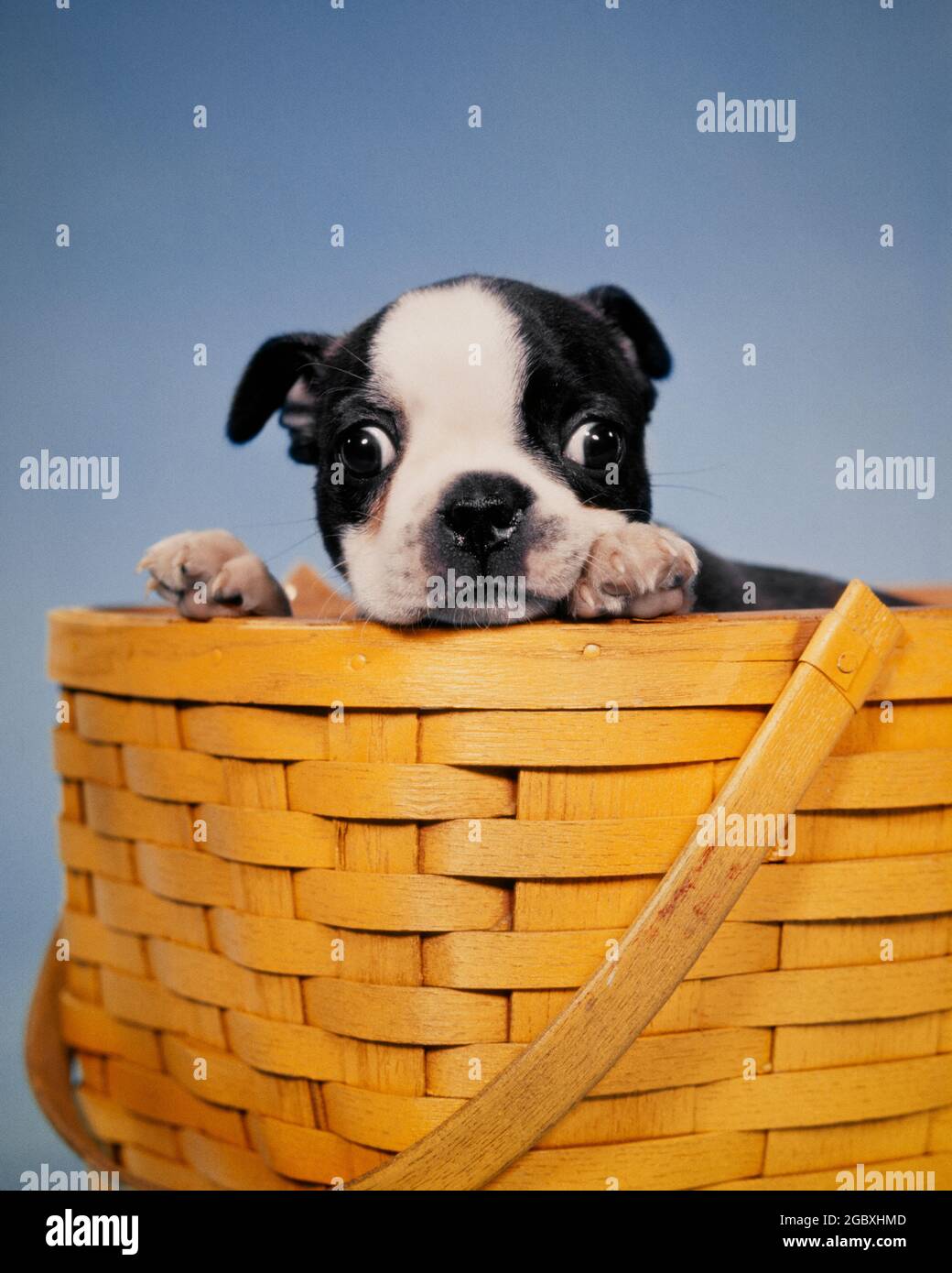 NOVANTA DIVERTENTE OCCHIELLI DA PARETE CON OCCHIELLI NERI E BIANCHI BOSTON TERRIER CUCCIOLO SBUCCIATO DA UN CESTA DI QUERCIA INTRECCIATA CESTO DI LEGNO - KD840 HAR001 HARS MAMMIFERO CANINO CON OCCHI LARGHI PUP STUPIDATO TESSUTO NERO E BIANCO CONDIZIONE HAR001 VECCHIO STILE Foto Stock