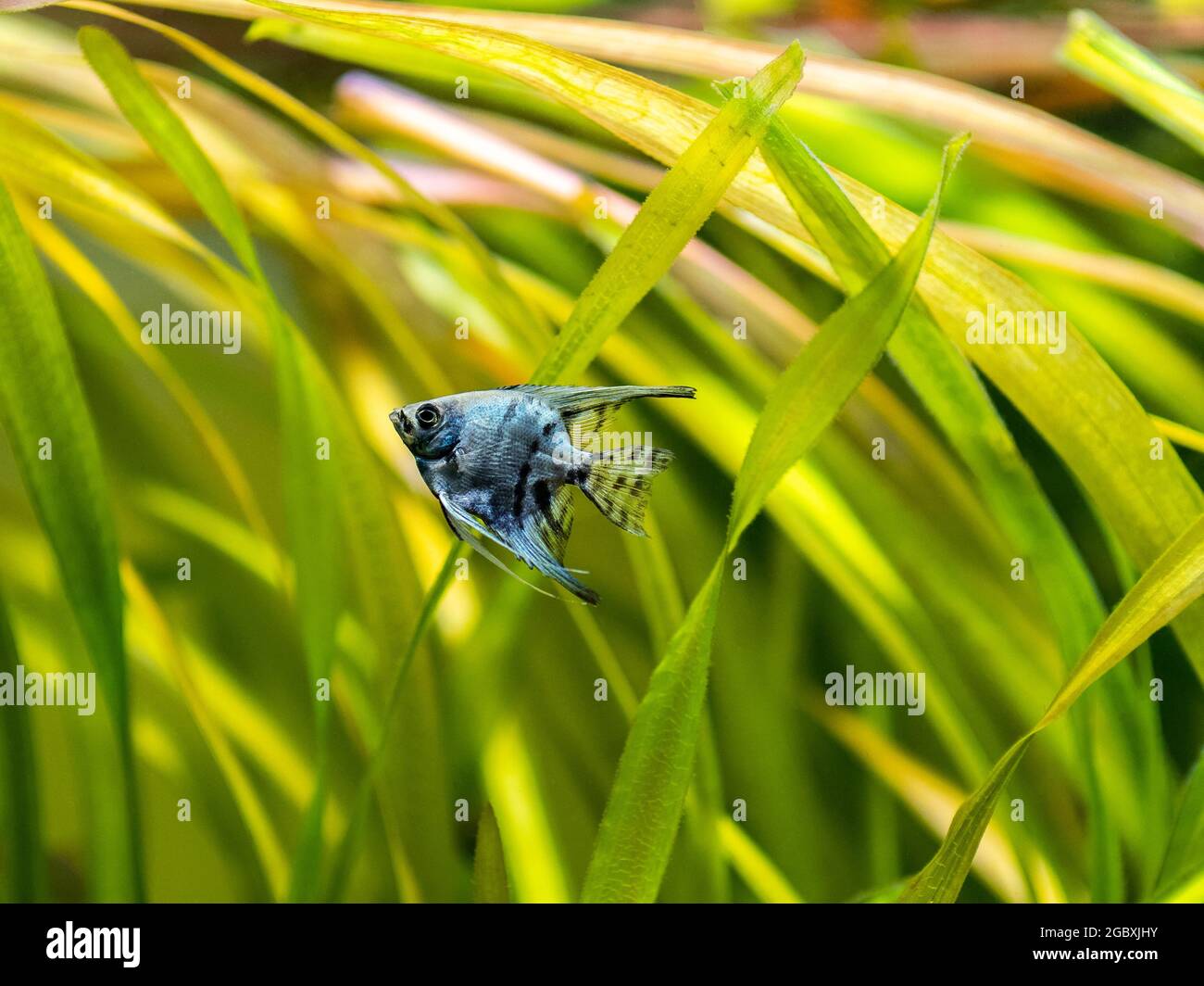 Pesce angelo blu nel pesce candiero con sfondo sfocato (Pterophyllum scalare) Foto Stock