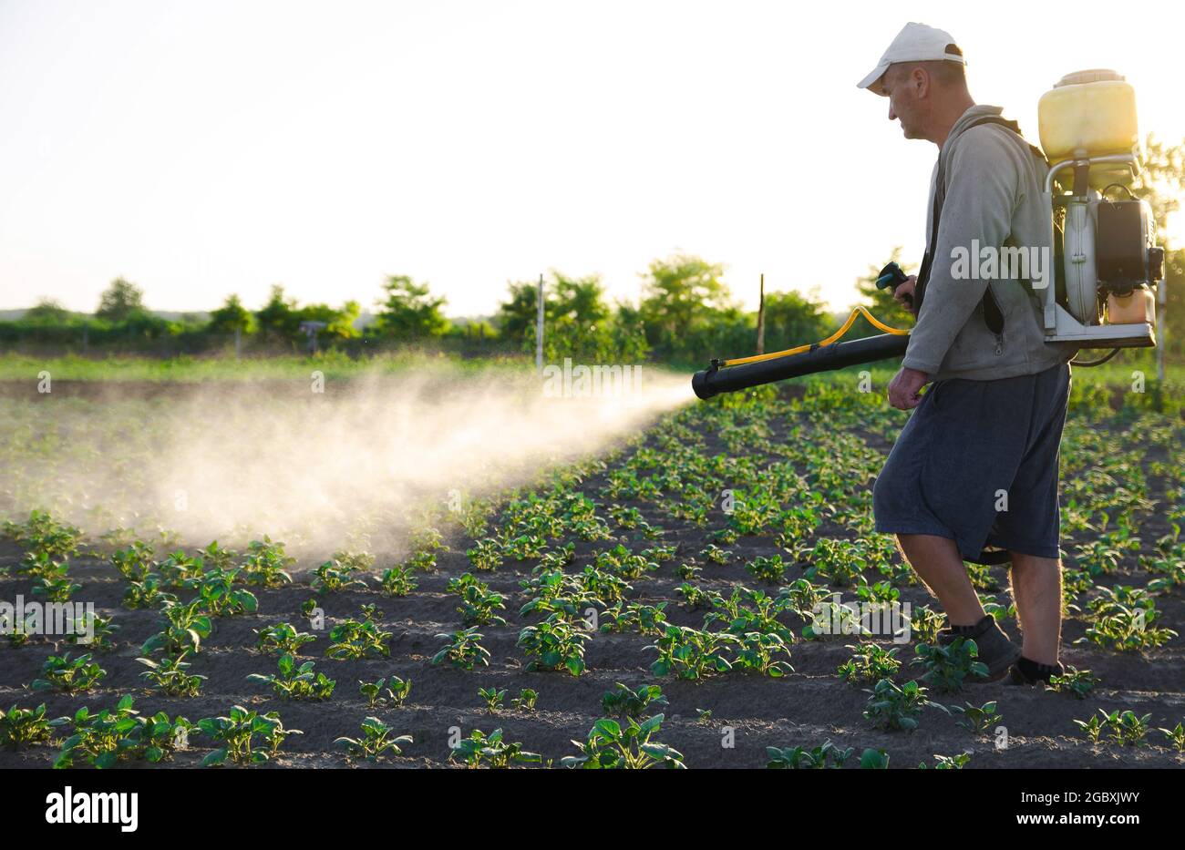 Un coltivatore con uno spray zaino tratta la piantagione con pesticidi. Protezione delle piante dagli insetti e dalle infezioni fungine. Resistenza del prodotto Foto Stock