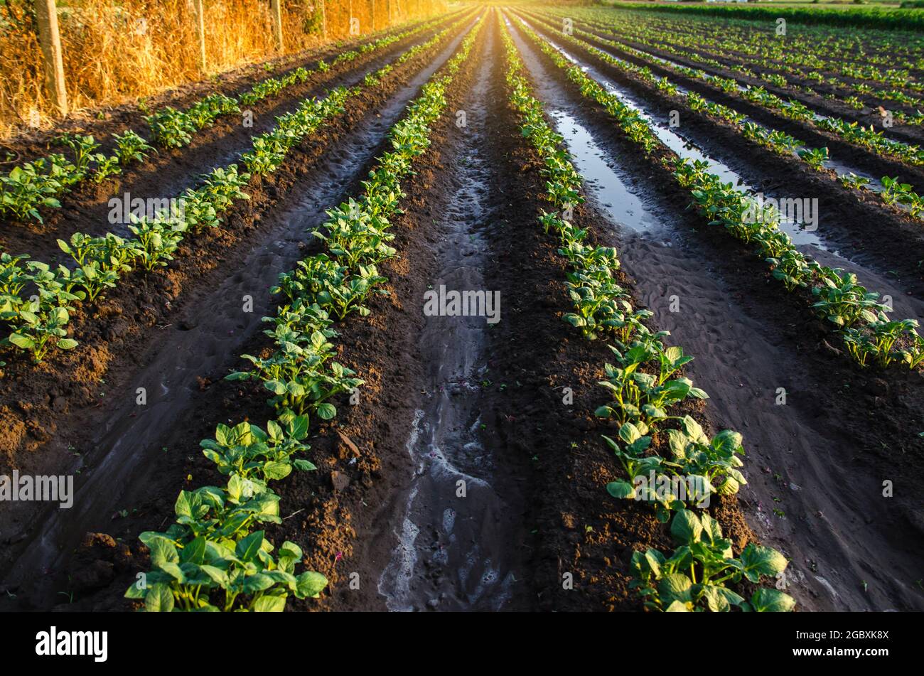 Terreno bagnato su una piantagione di patate nella mattina presto. Pioggia e precipitazioni. Irrigazione di superficie di raccolti su piantagione. Agricoltura e agroalimentare. Foto Stock