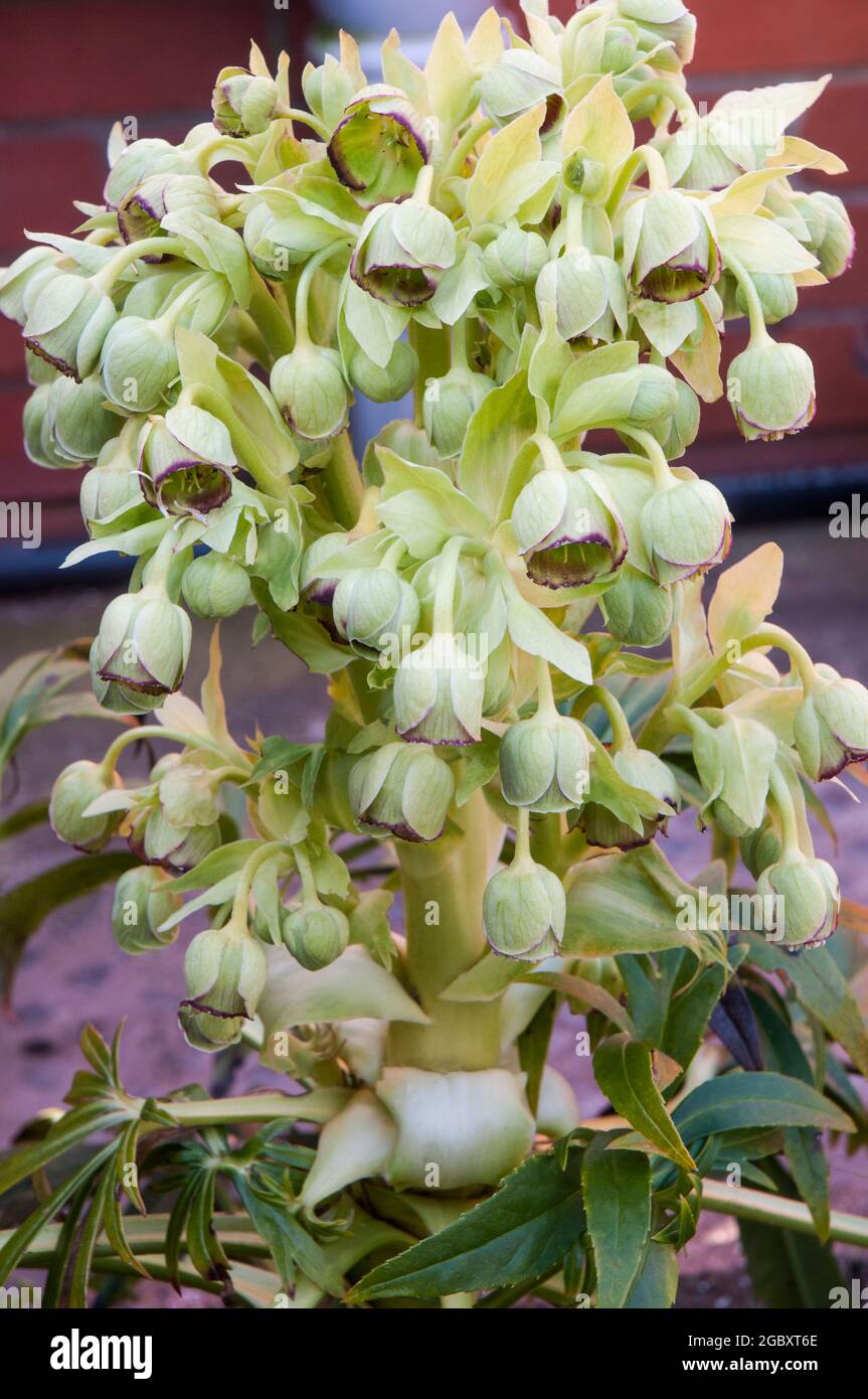 Grappolo di fiori di Hellebore foetidus anche chiamato helleborus puzzolente ha piccoli fiori verdi con un bordo rosso porpora profondo a. loro un perenne sempreverde Foto Stock