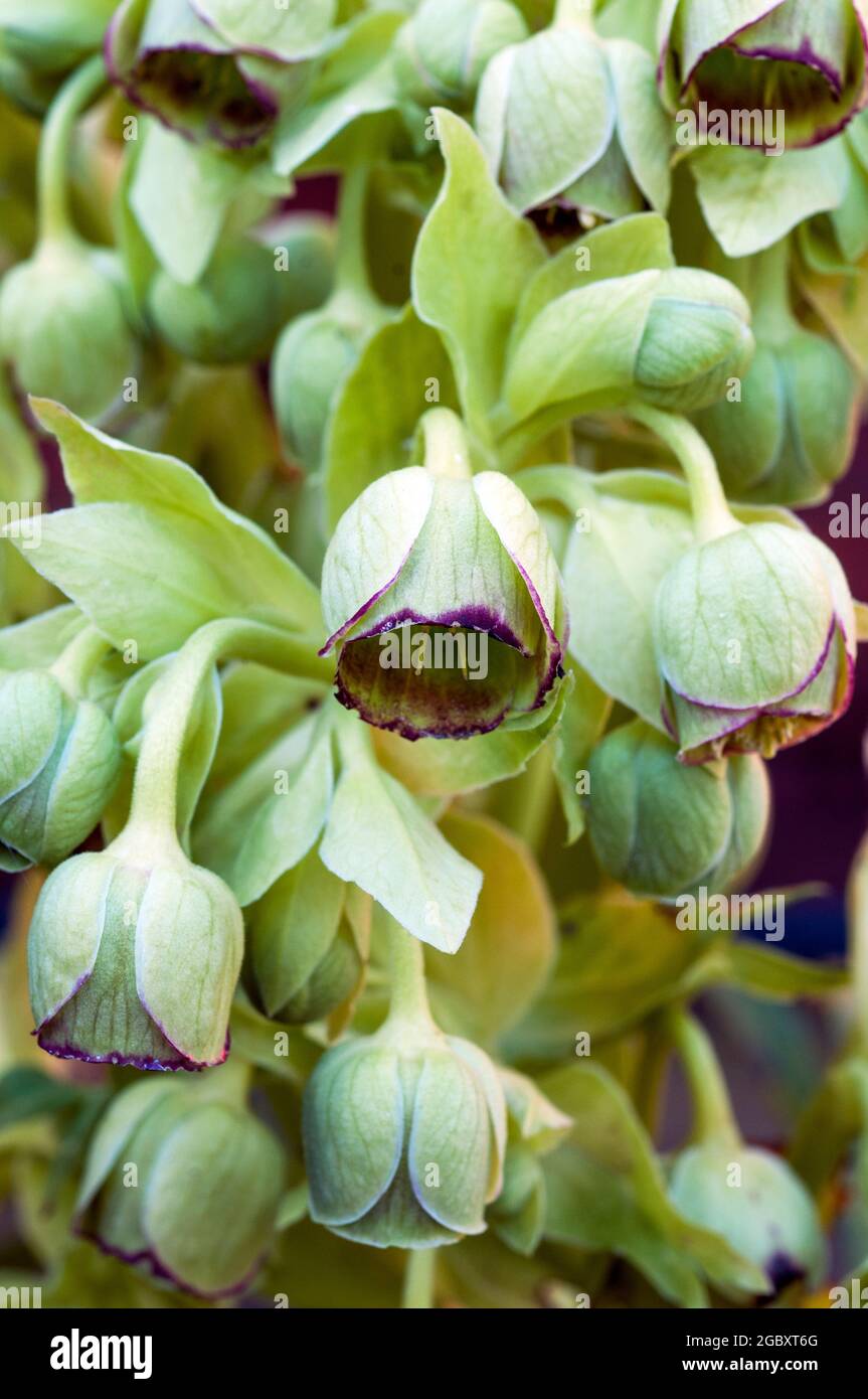 Grappolo di fiori di Hellebore foetidus anche chiamato helleborus puzzolente ha piccoli fiori verdi con un bordo rosso porpora profondo a. loro un perenne sempreverde Foto Stock