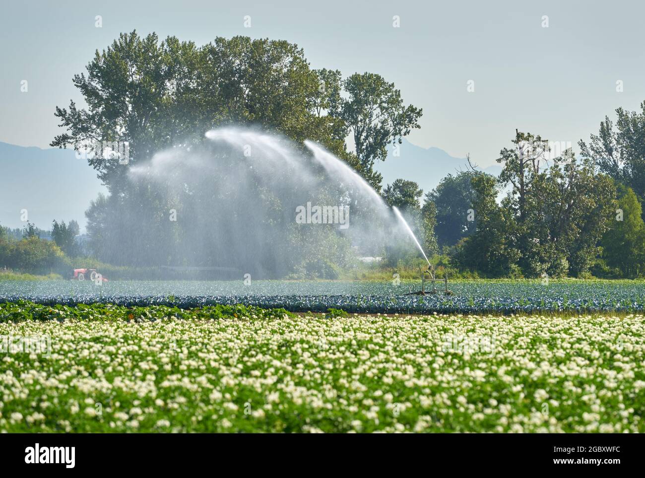 Irrigando un raccolto crescente. Un irrigatore irriga un campo vegetale. Foto Stock