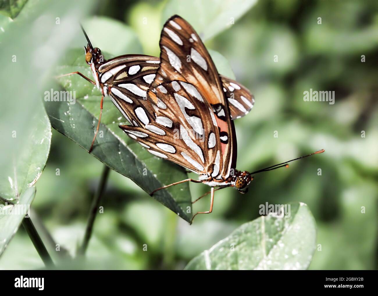 Primo piano di due farfalle del Golfo Fritillario su una foglia Foto Stock