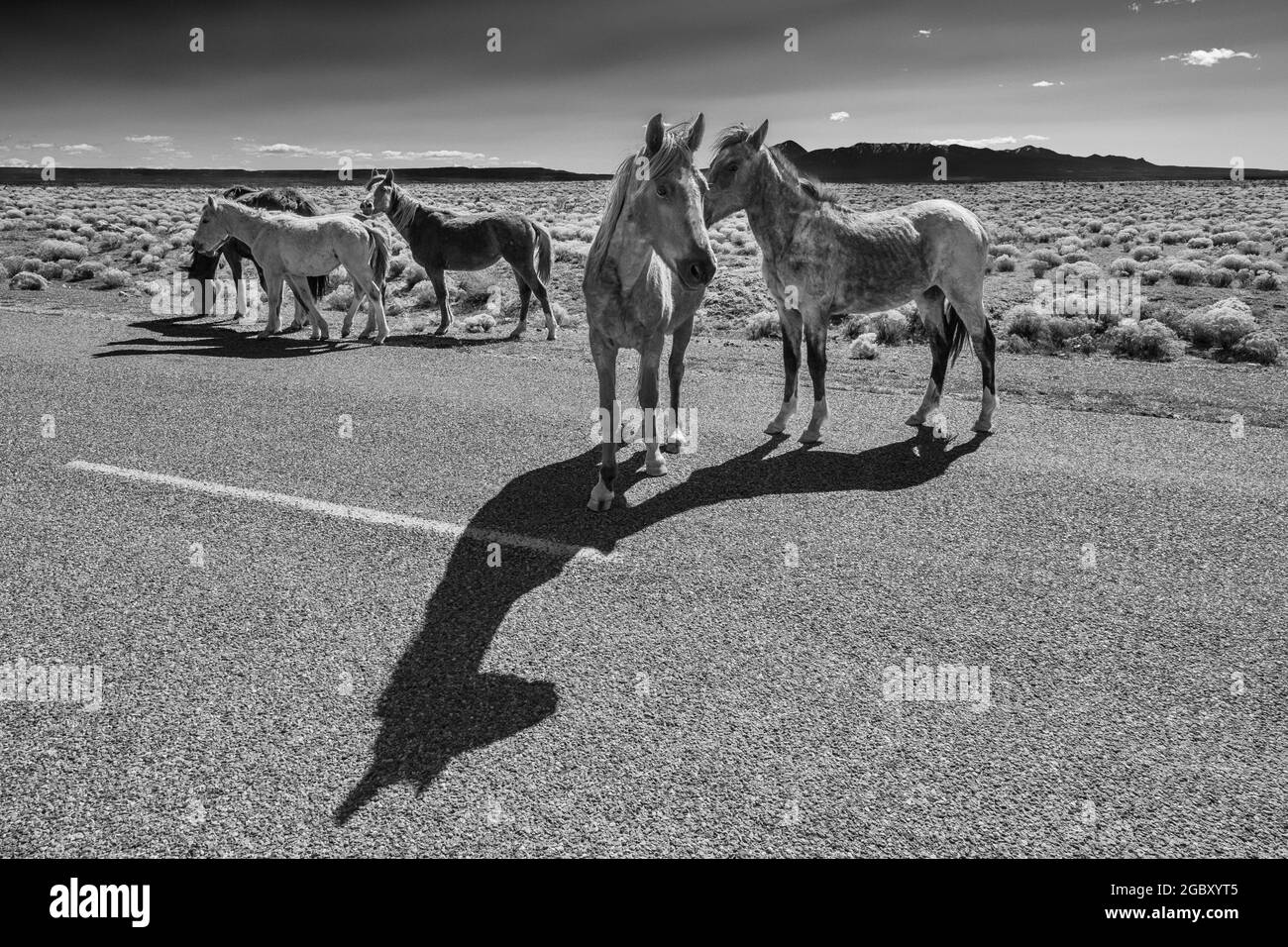 Cavalli sulla strada vicino Hovenweep National Monument con Sleeping Ute Mountain a distanza, ai confini dello Utah, e Colorado, Stati Uniti Foto Stock
