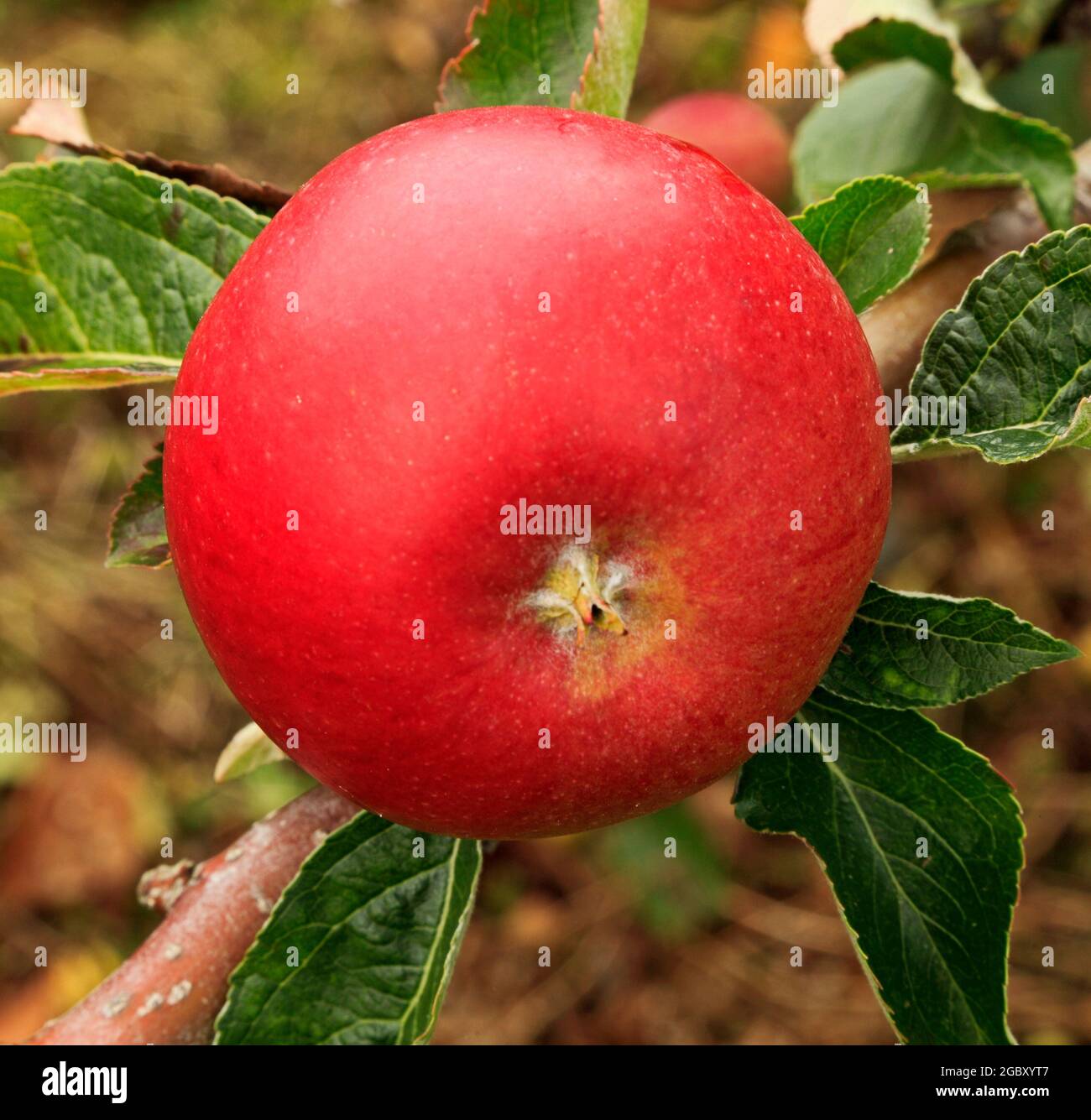 Mela 'Miller Rosso', che cresce su albero, malus domestica, mele, frutta Foto Stock