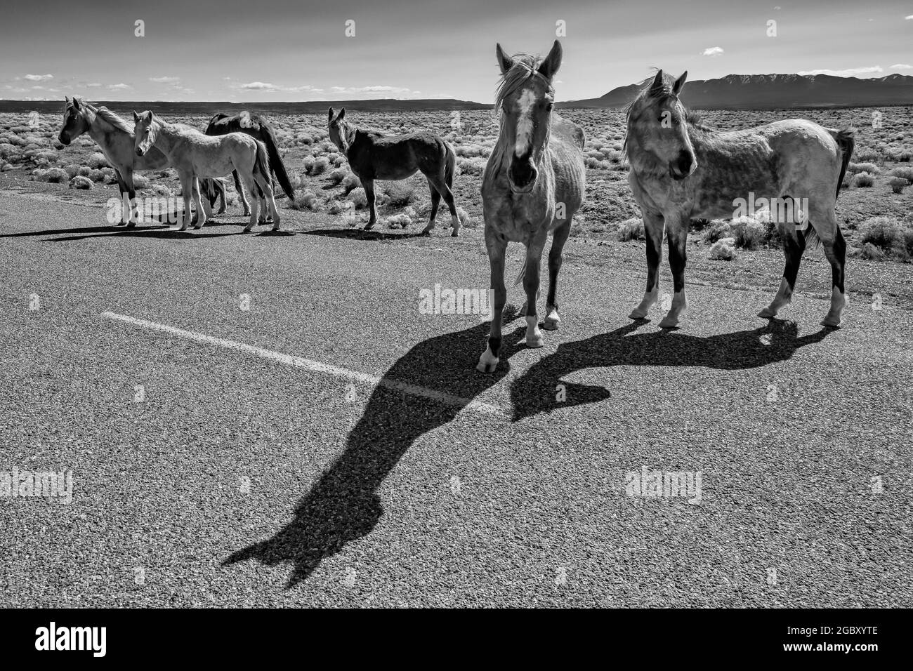 Cavalli sulla strada vicino Hovenweep National Monument con Sleeping Ute Mountain a distanza, ai confini dello Utah, e Colorado, Stati Uniti Foto Stock