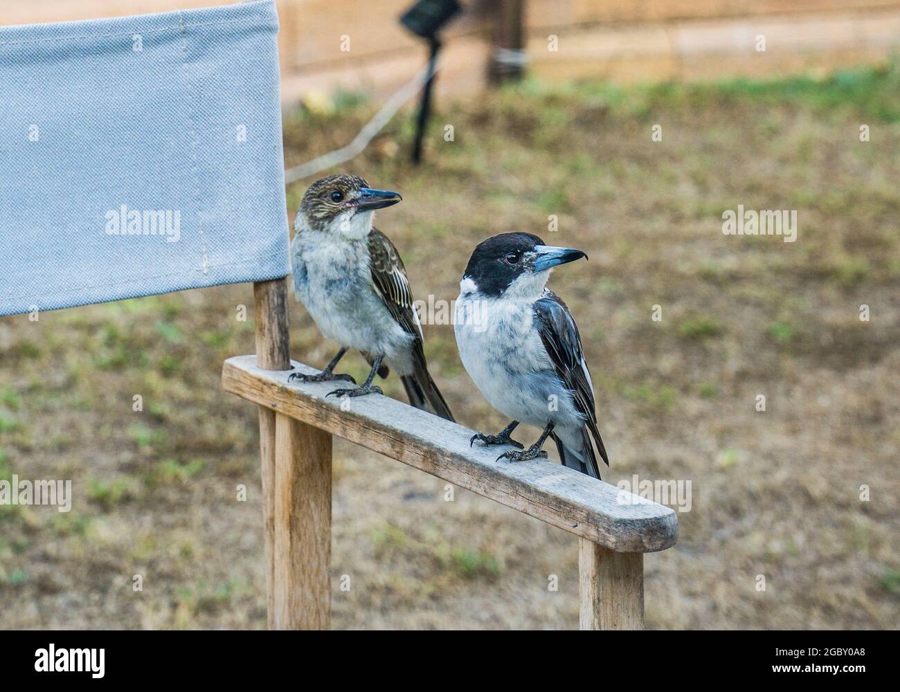 Coppia di butcherbirds grigi (Cracticus torquatus) che visitano un cortile interno Foto Stock