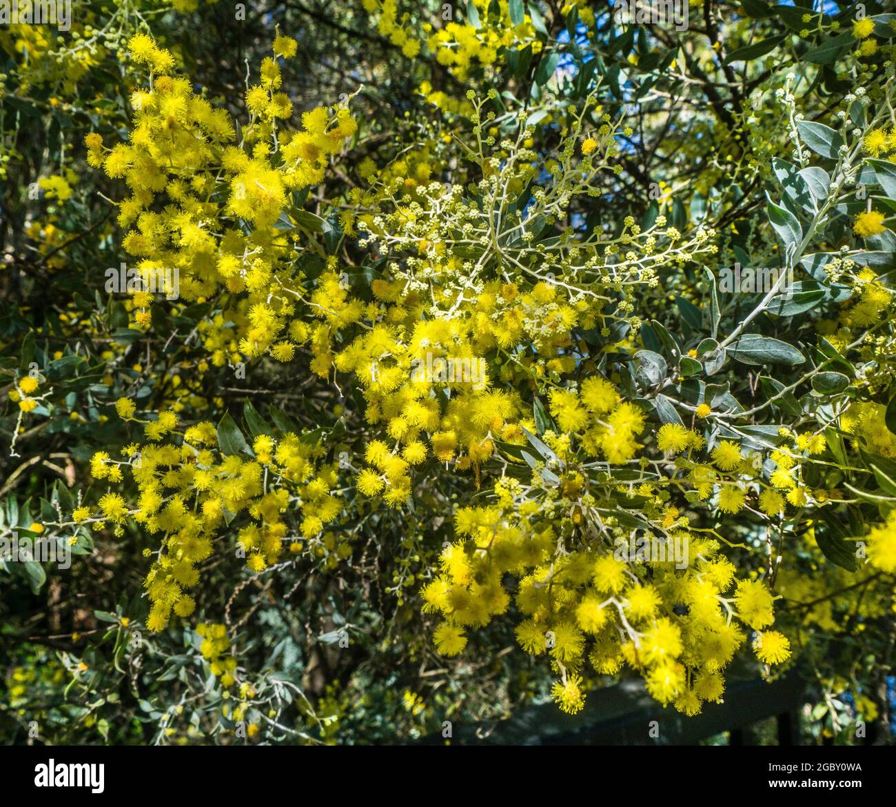 Queensland Silver Wattle in fiore ai laghi di arenaria a Ningi, regione di Moreton Bay, Queensland, Australia Foto Stock